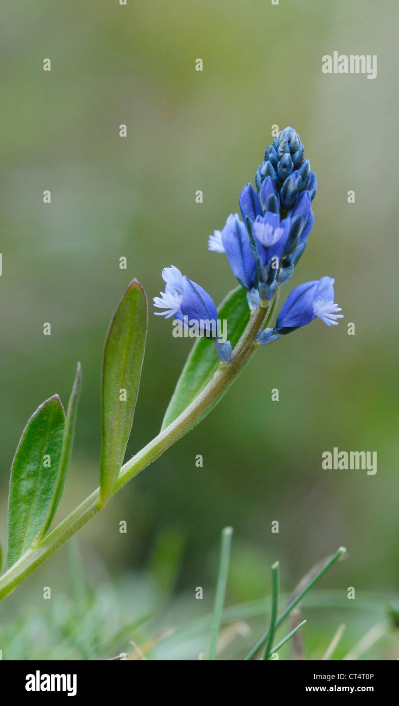 Polygale incarnat Polygala calcarea Chalk (craie) sur la colline de downland Denbies, North Downs Banque D'Images