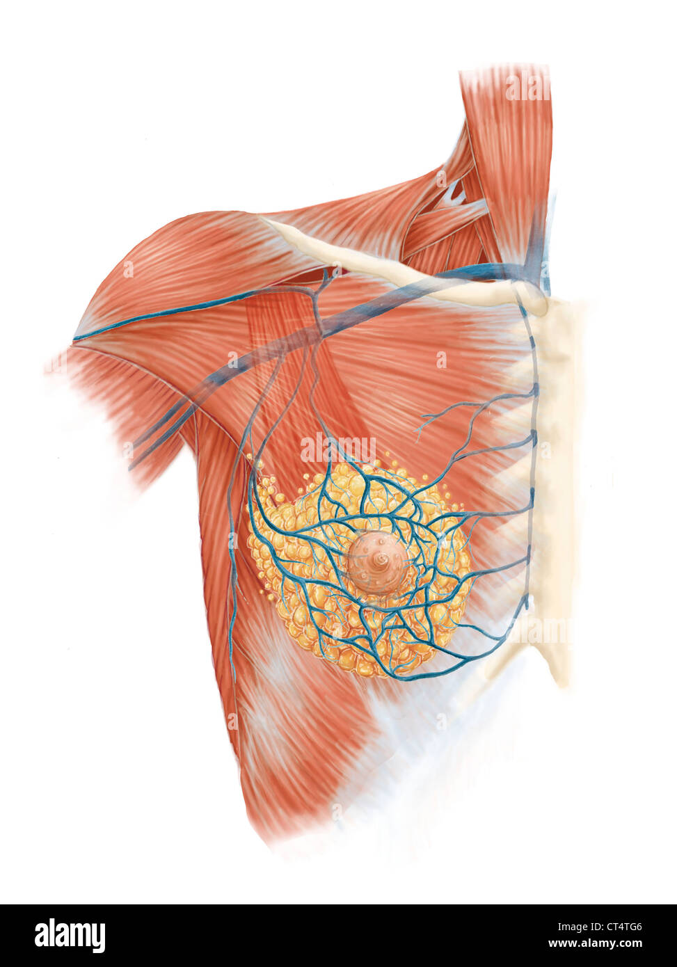 BREAST,ILLUSTRATION Banque D'Images