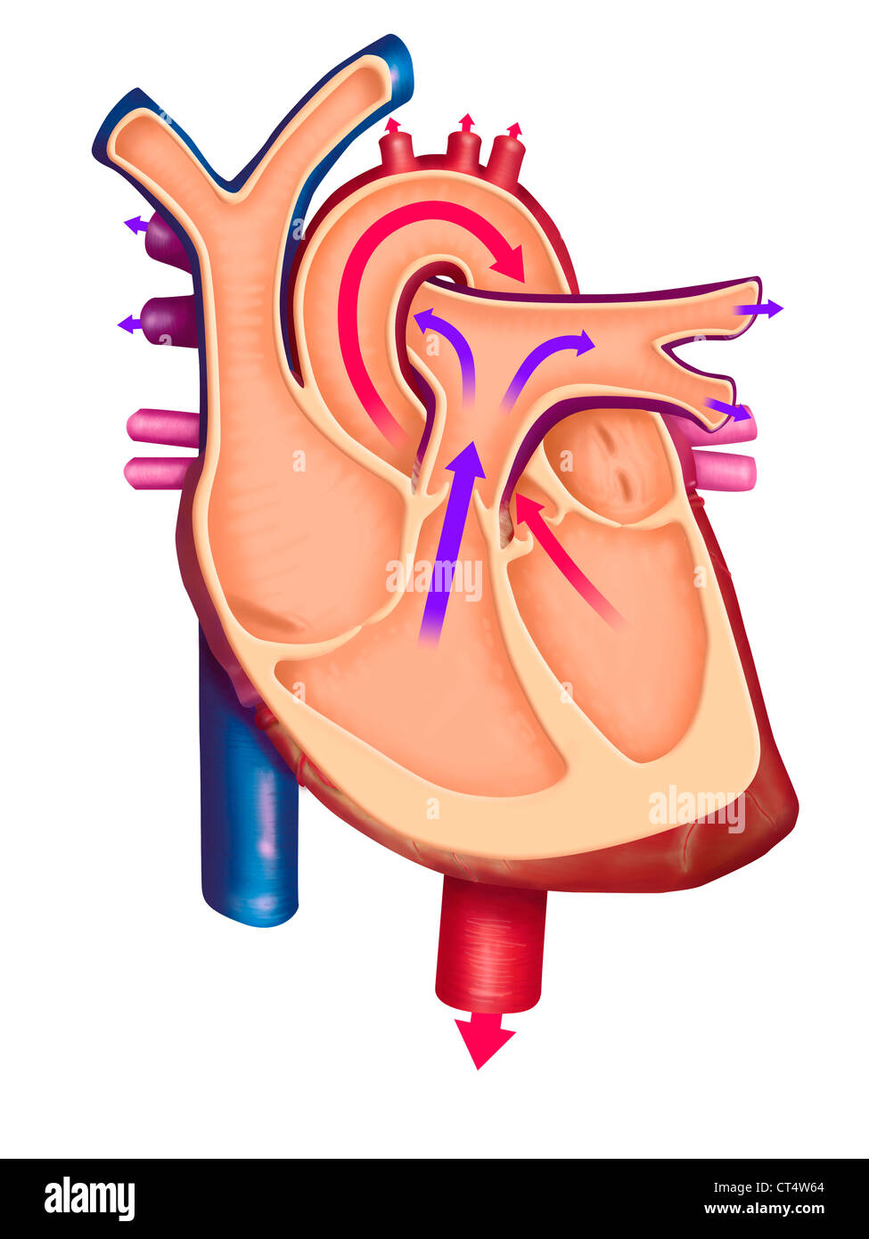 La circulation du sang, ILLUSTRATION Banque D'Images