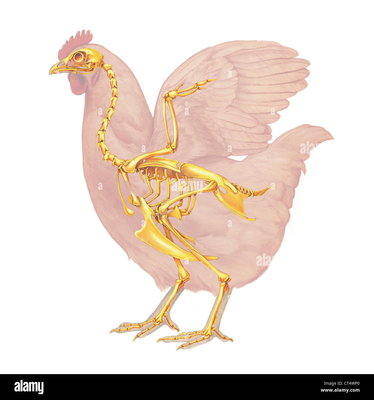 Anatomie de l'poule, dessin Banque D'Images