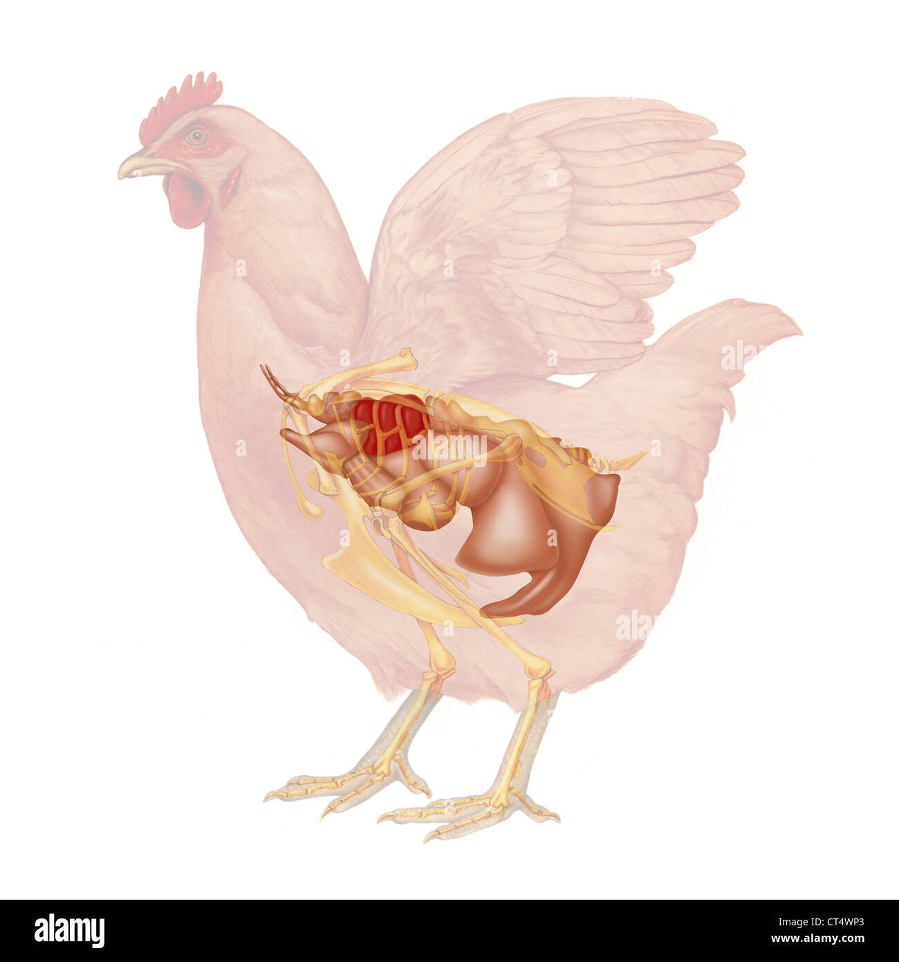 Anatomie de l'poule, dessin Banque D'Images