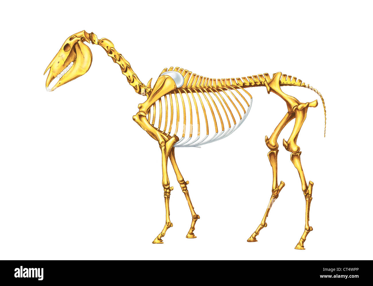 Squelette de cheval Banque D'Images