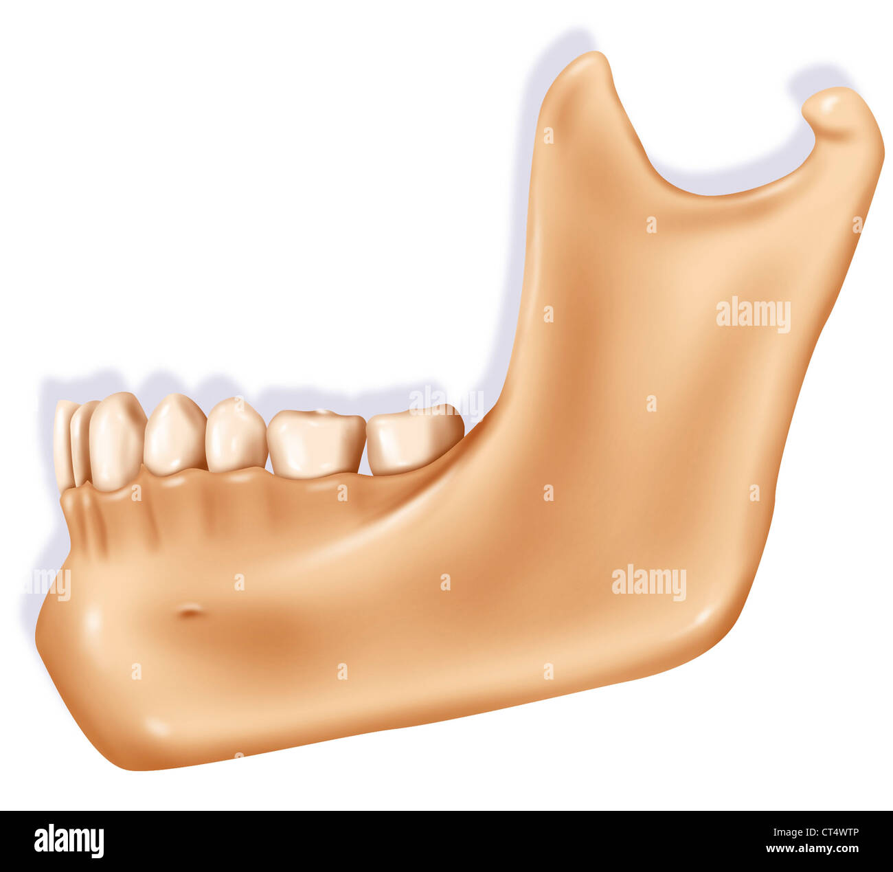 JAW, ILLUSTRATION Banque D'Images