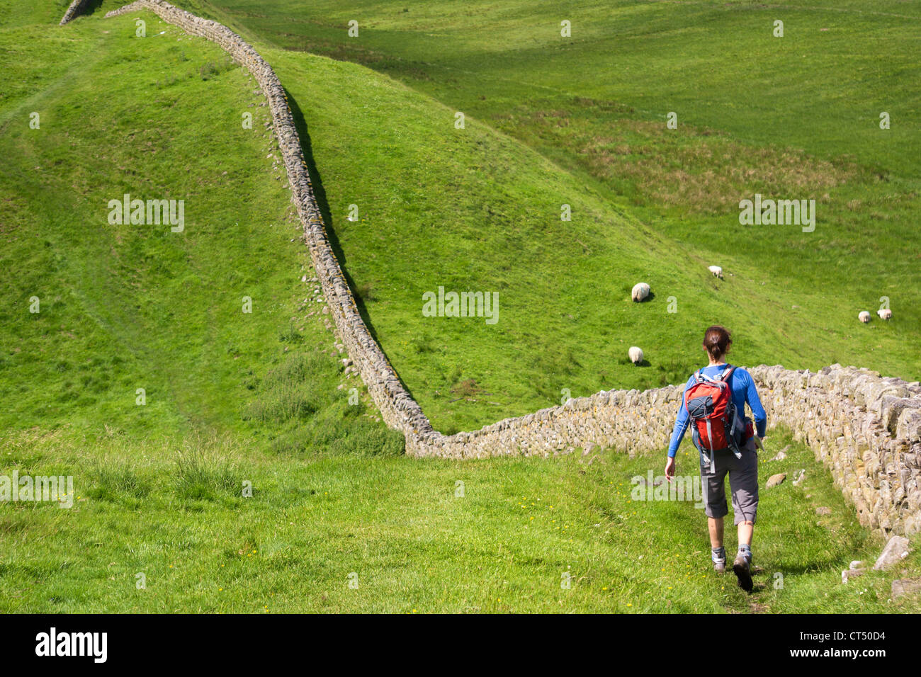 Un randonneur marchant à côté du mur d'Hadrien près de Crag Lough dans le Northumberland, England, UK. Banque D'Images