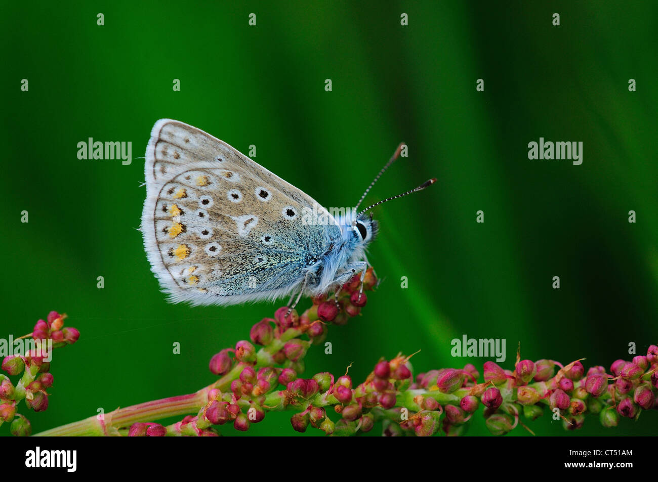 Un papillon bleu commun au repos sur sorrell UK Banque D'Images
