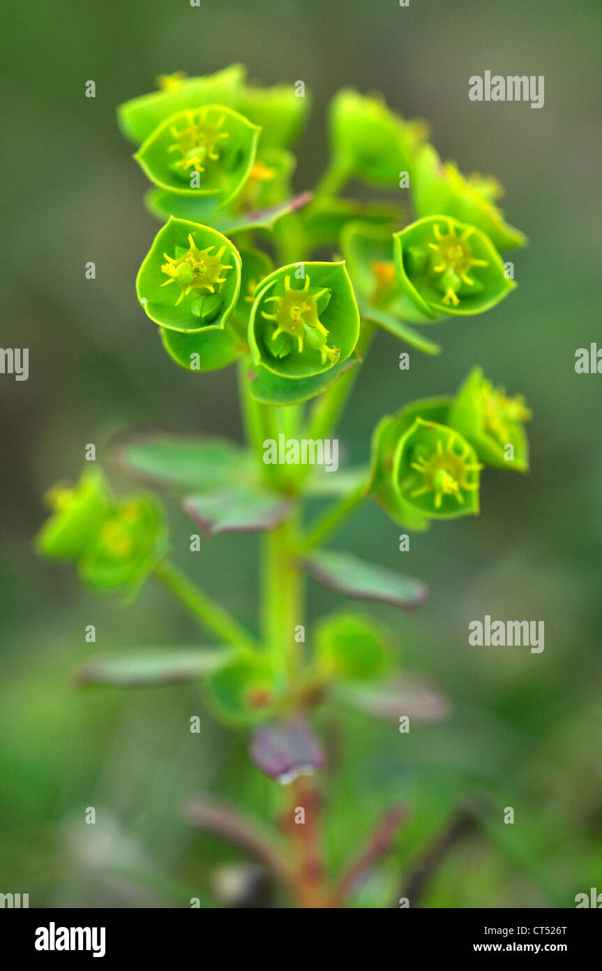 L'euphorbe ésule Portland, une moyenne géométrique à la fleur sauvage UK Banque D'Images