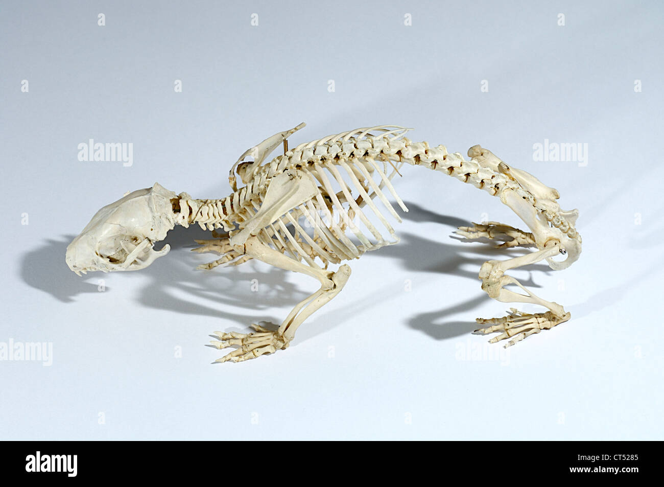 Squelette de hérisson Banque D'Images