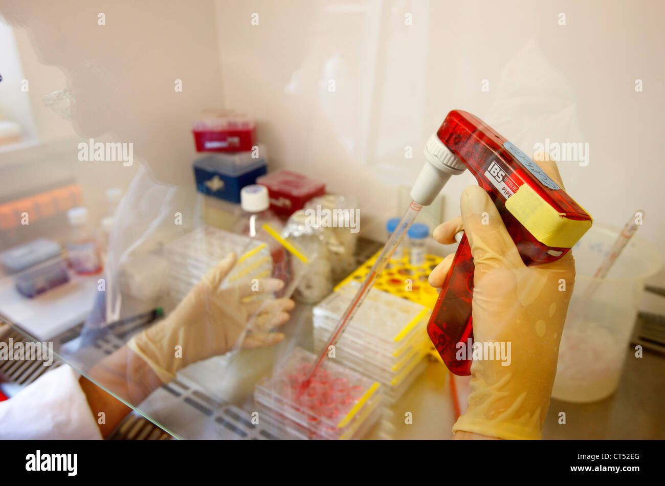 RECHERCHE DE LA DENGUE Banque D'Images