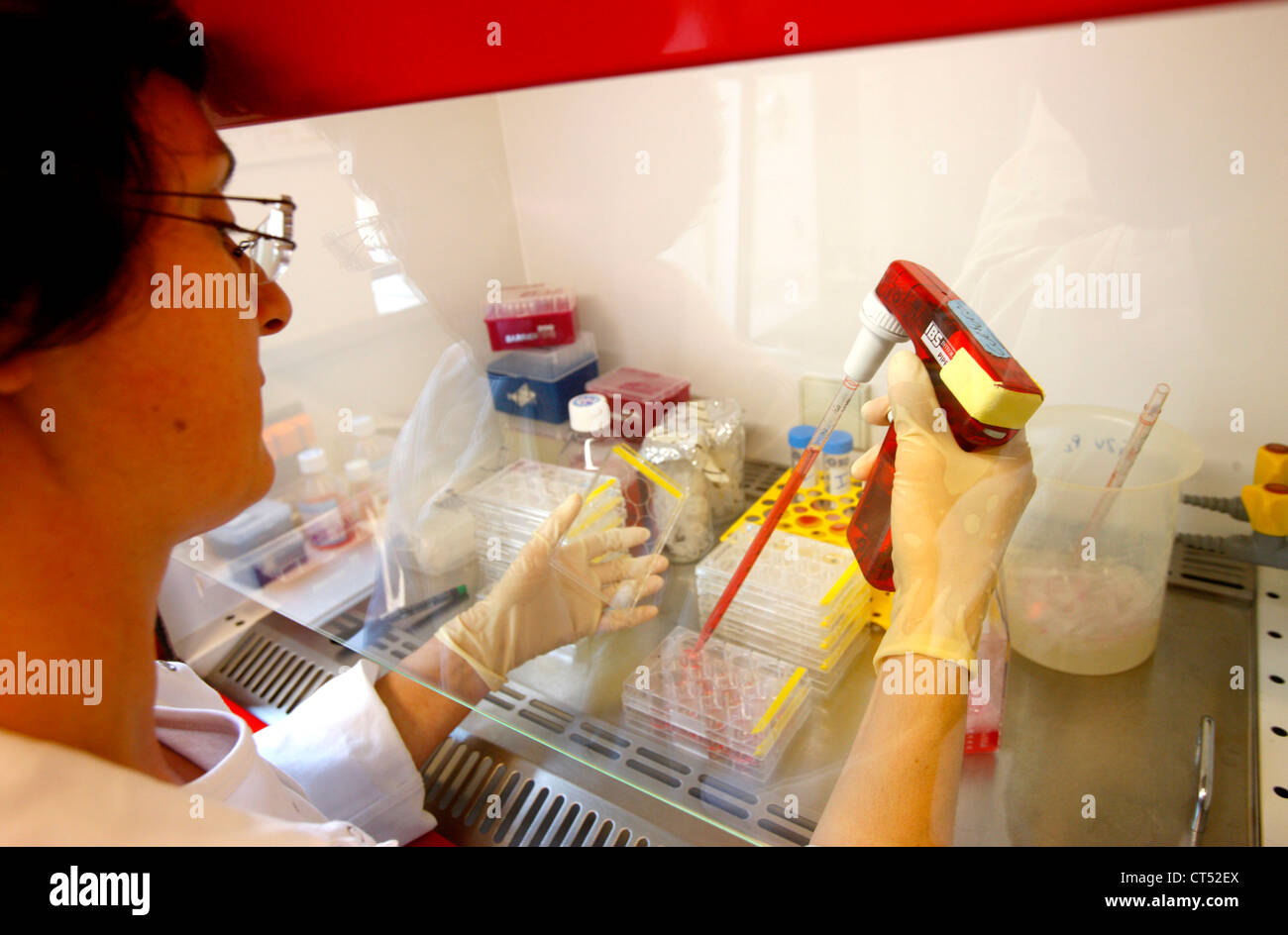 RECHERCHE DE LA DENGUE Banque D'Images