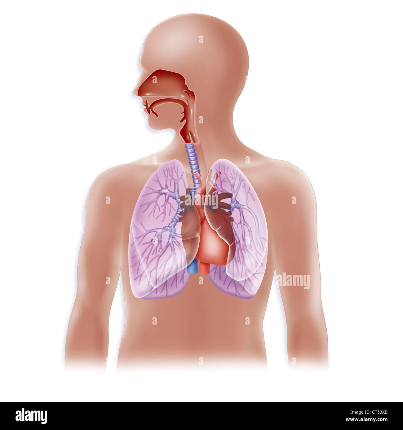 THORAX, DESSIN Banque D'Images