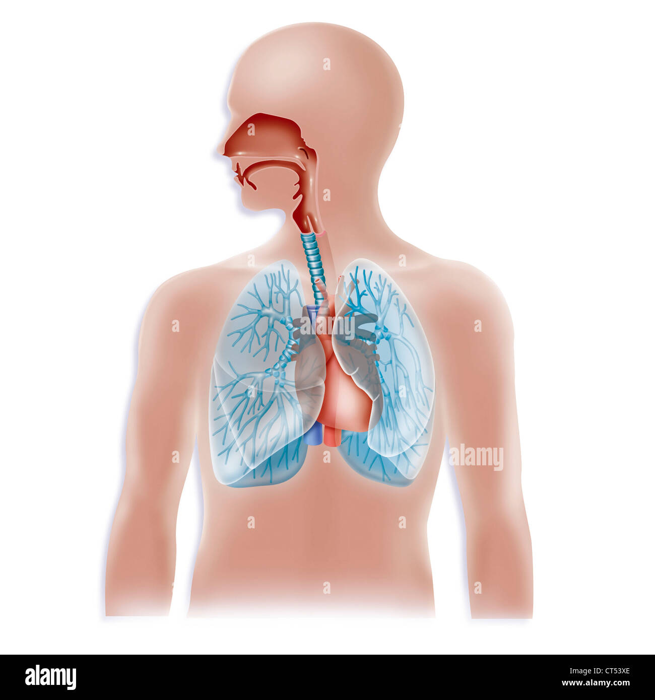 THORAX, DESSIN Banque D'Images