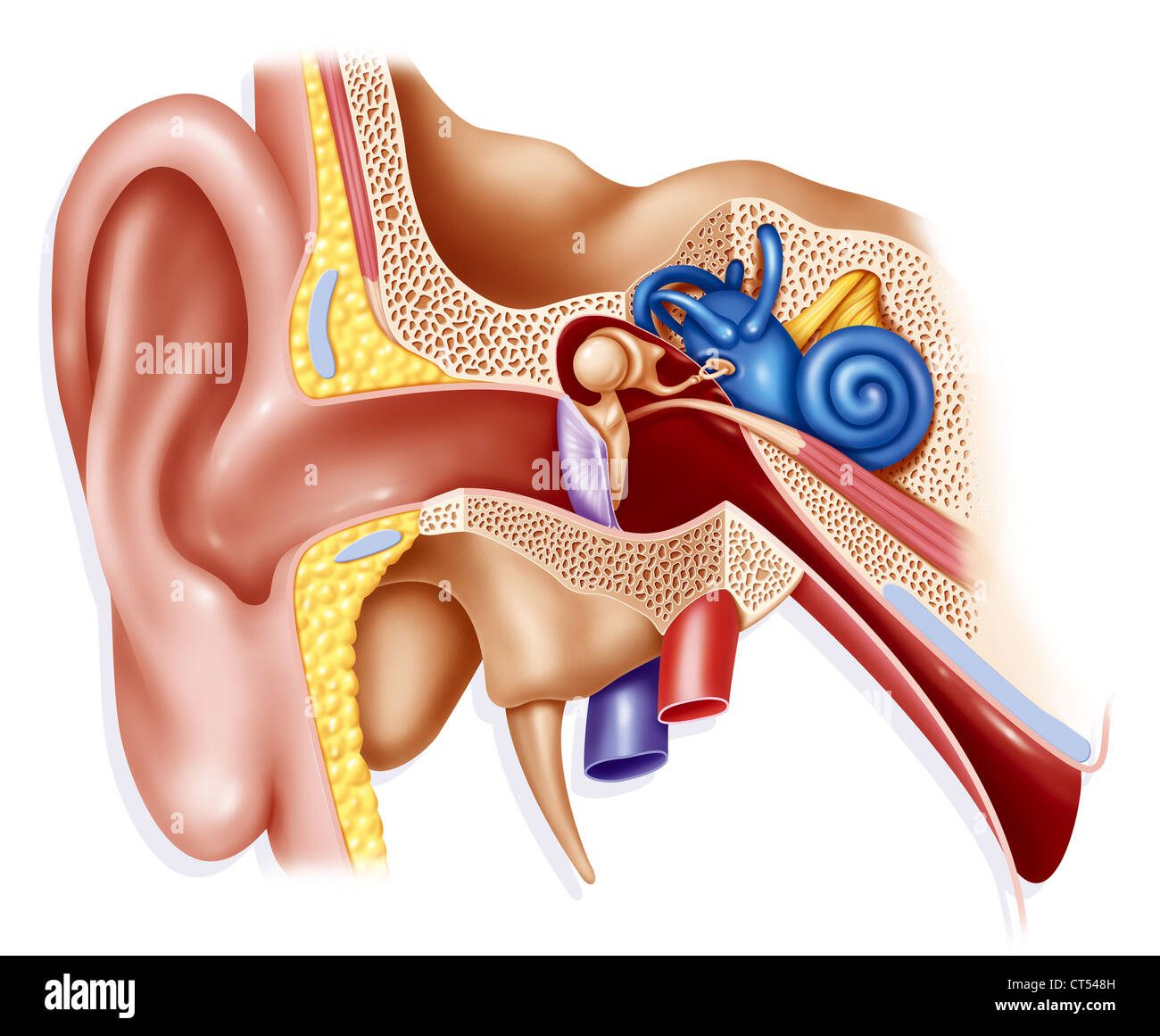 L'oreille interne, dessin Banque D'Images