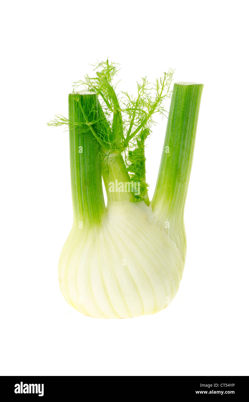 Fenouil frais - studio photo avec un fond blanc Banque D'Images