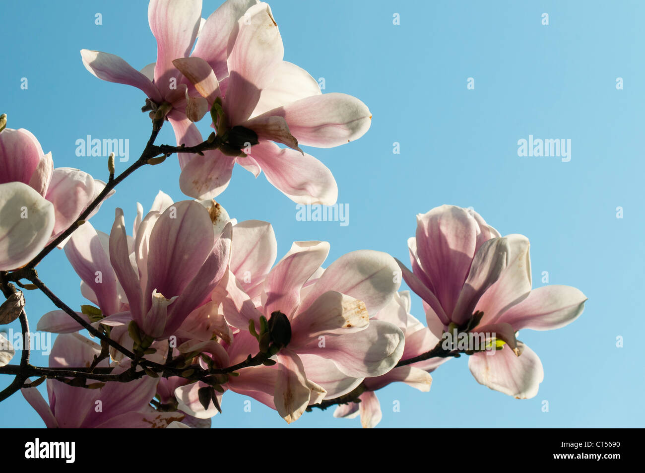 La floraison Magnolia soulangeana Amabilis (Saucer Magnolia), Smetanovy sady, Olomouc, République Tchèque Banque D'Images