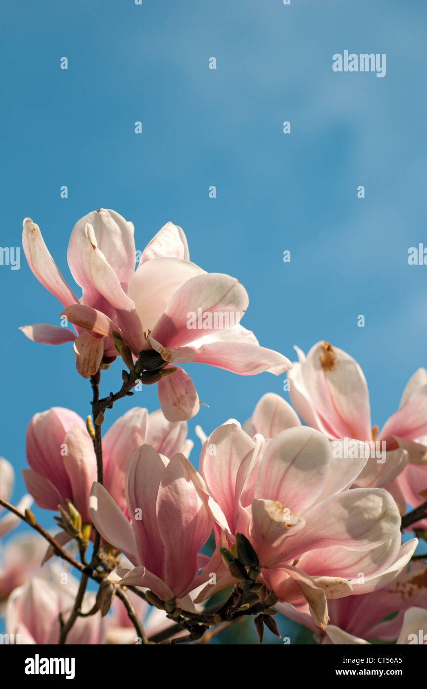 La floraison Magnolia soulangeana Amabilis (Saucer Magnolia), Smetanovy sady, Olomouc, République Tchèque Banque D'Images