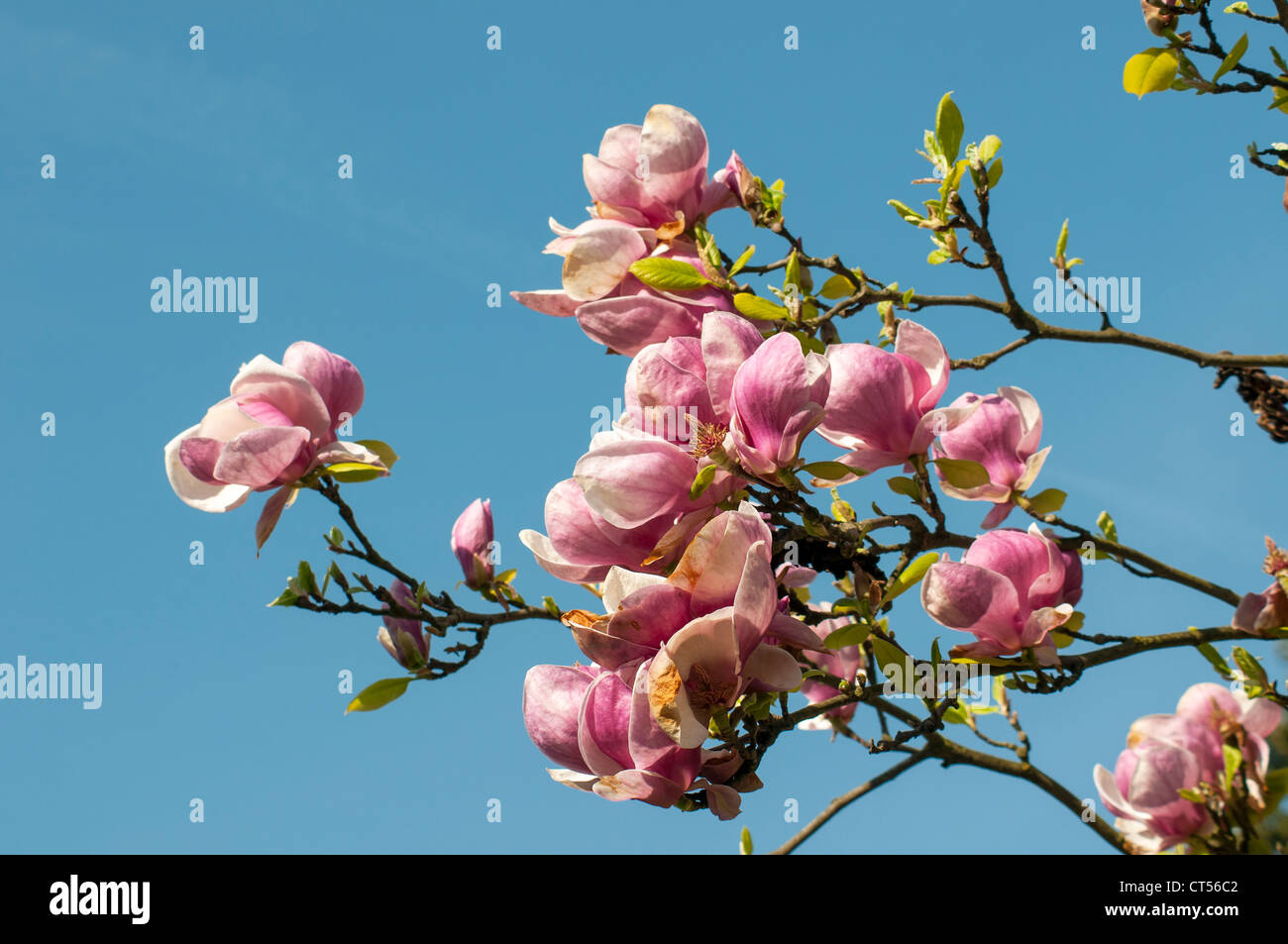 La floraison Magnolia soulangeana Alexandrina (Saucer Magnolia), Smetanovy sady, Olomouc, République Tchèque Banque D'Images