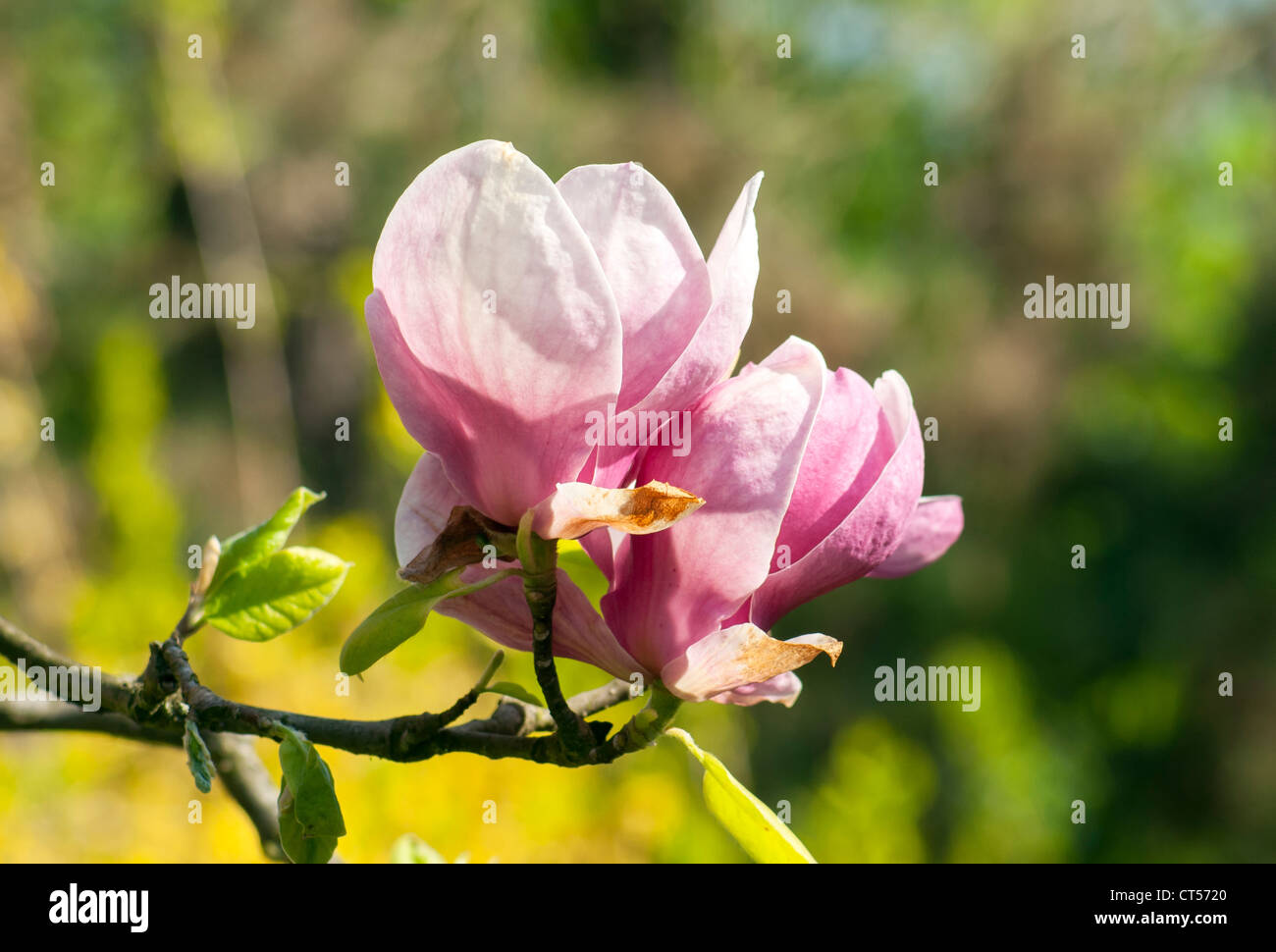 La floraison Magnolia soulangeana Alexandrina (Saucer Magnolia), Smetanovy sady, Olomouc, République Tchèque Banque D'Images