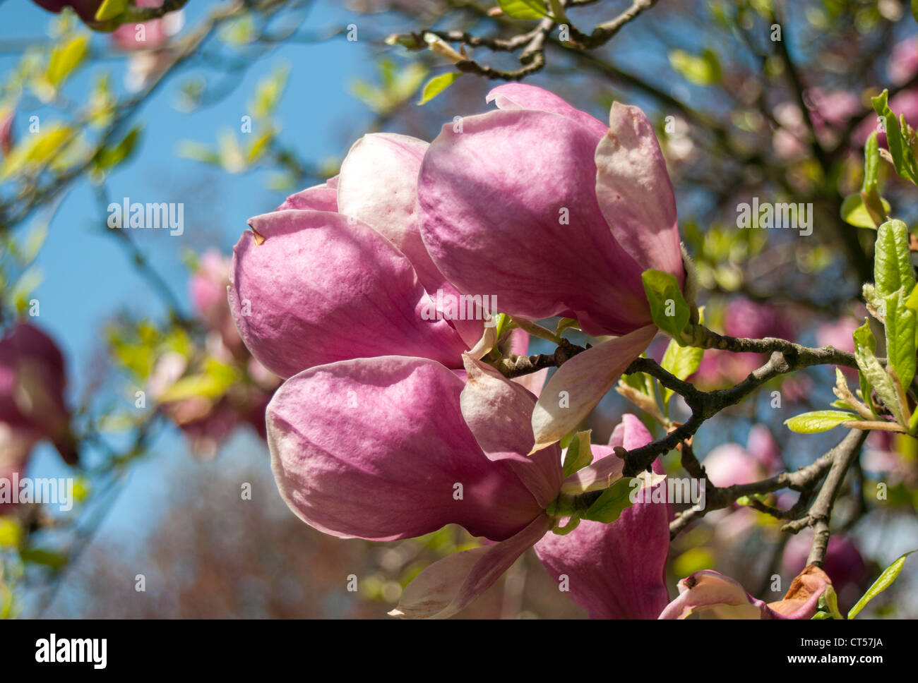 La floraison Magnolia soulangeana Saucer (Magnolia) Rustica rubra, Smetanovy sady, Olomouc, République Tchèque Banque D'Images