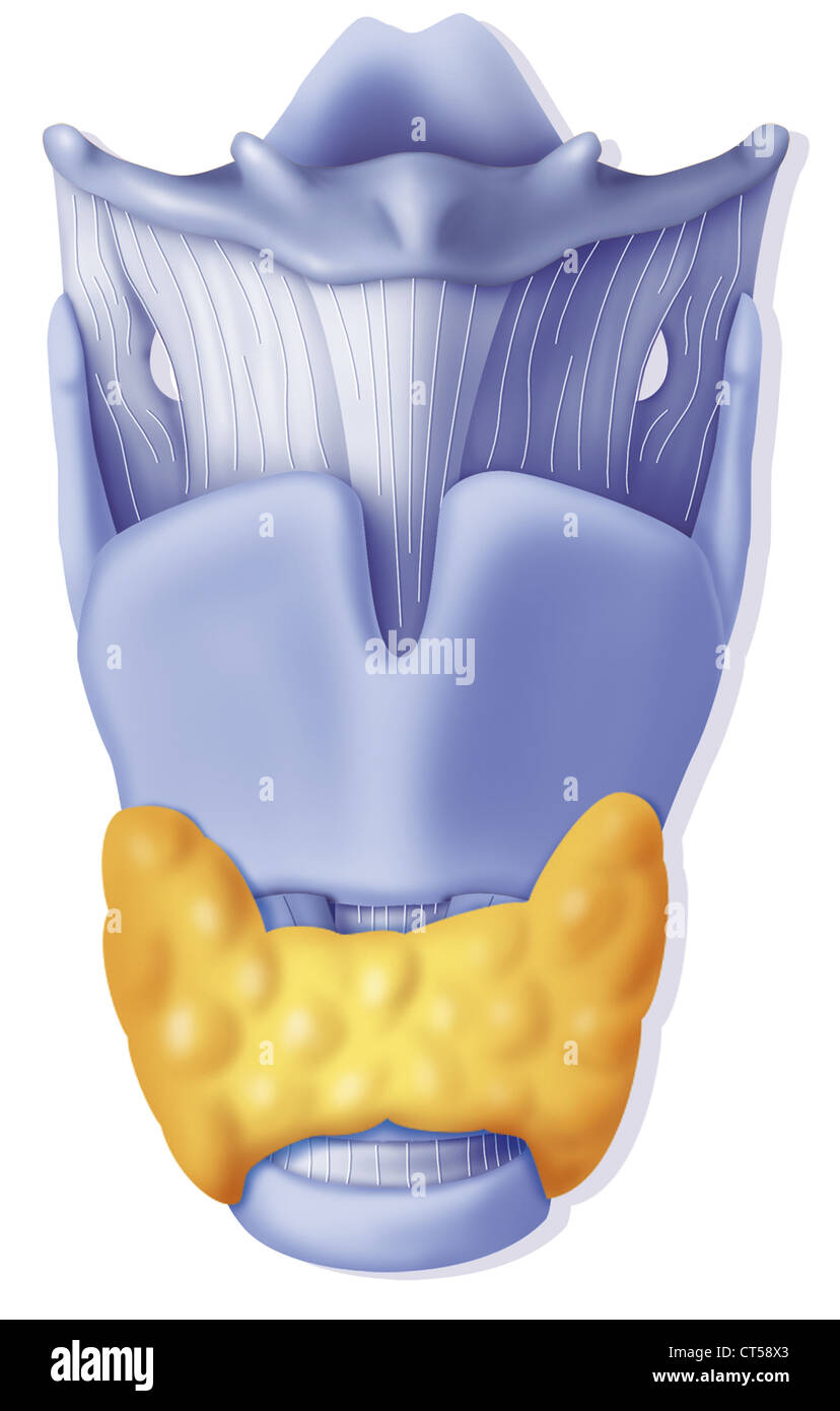 La thyroïde, ILLUSTRATION Banque D'Images