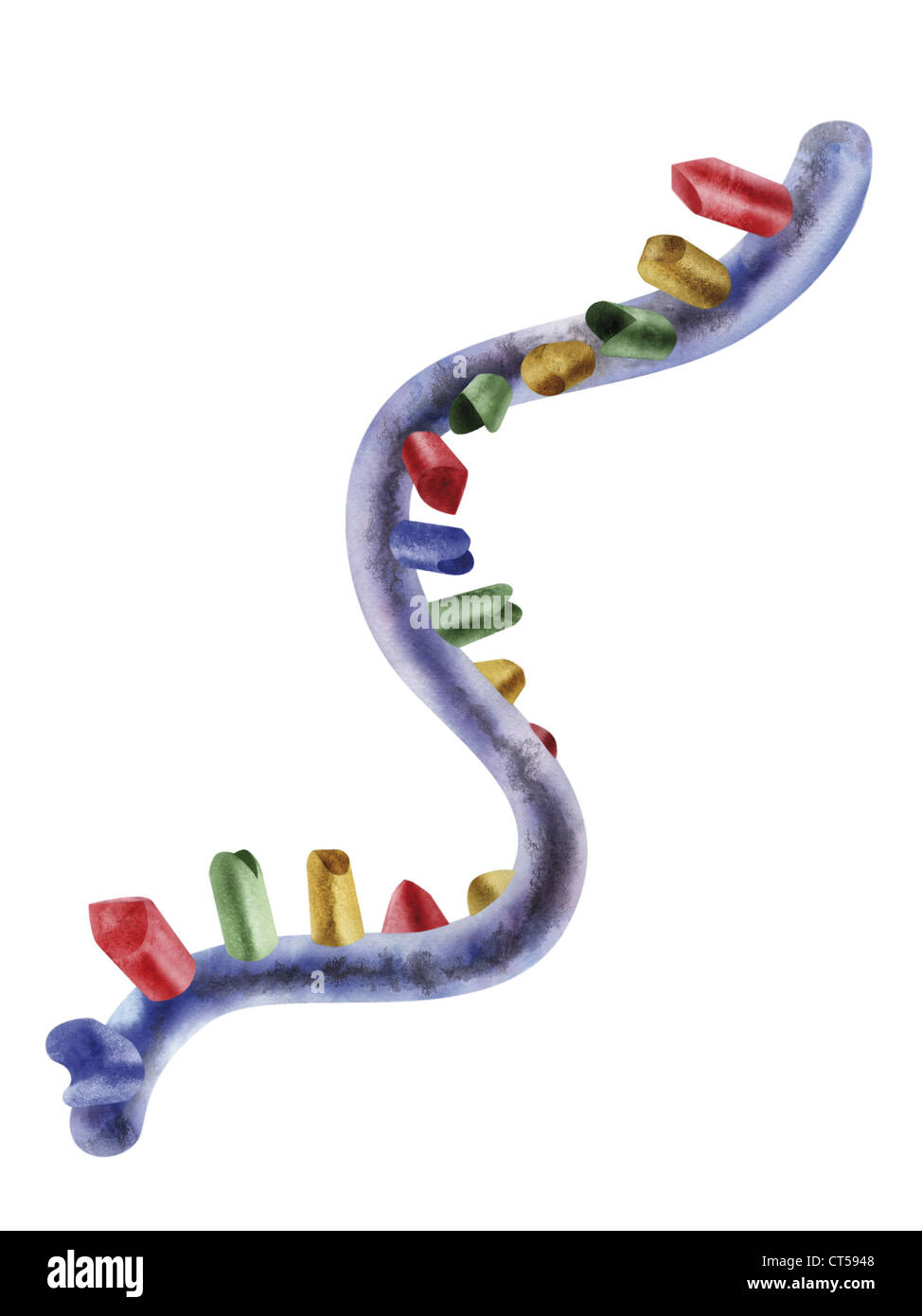 GÉNÉTIQUE, L’ARN Banque D'Images