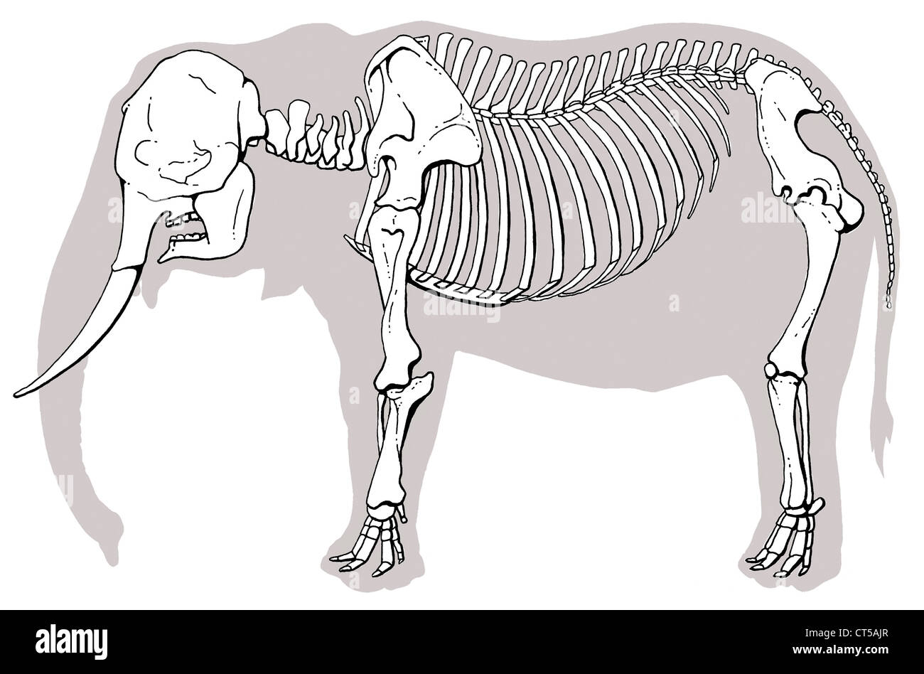 Squelette d'éléphant Banque D'Images