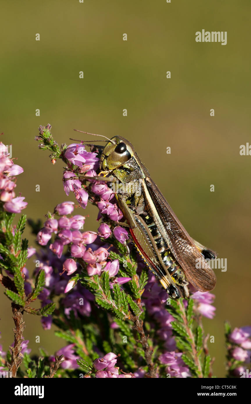 Un grand marais sauterelle (Stethophyma grossum) perché sur ling heather à Crockford Bridge dans le New Forest, Hampshire. Août Banque D'Images