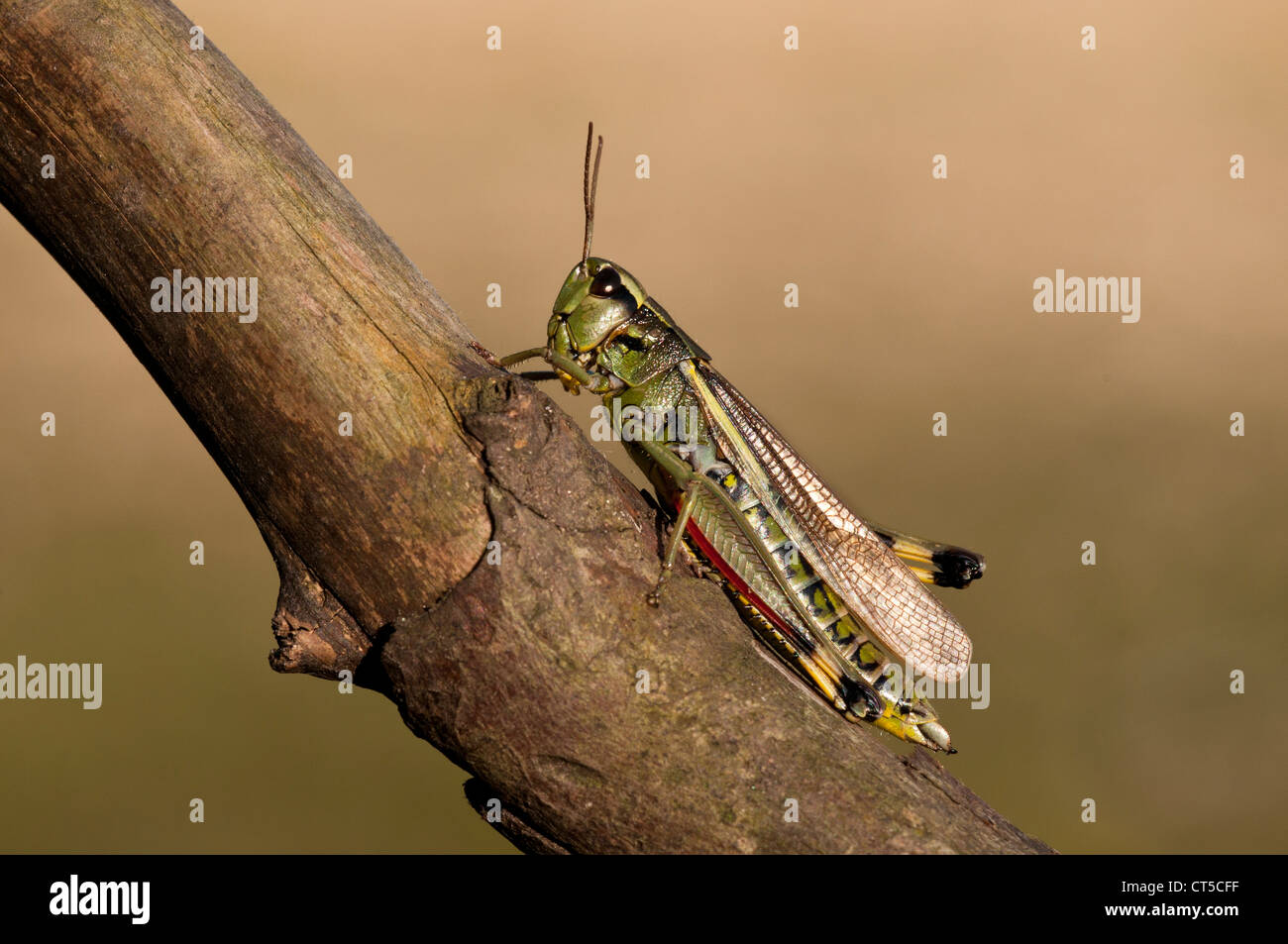 Un grand marais sauterelle (Stethophyma grossum) perché sur une branche à Crockford Bridge dans le New Forest, Hampshire. En août. Banque D'Images
