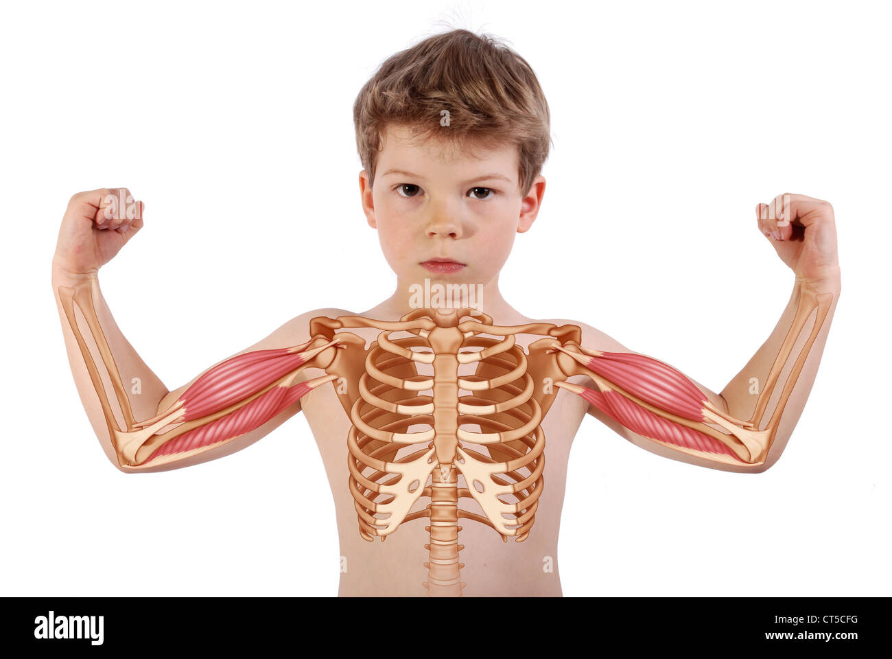 Le Muscle Du Bras Dessin Photo Stock Alamy