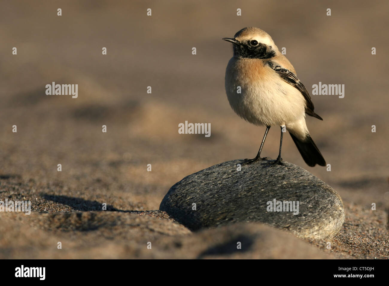 Traquet du désert (Oenanthe deserti) prises dans Girdleness, Aberdeenshire, Ecosse. Une visite rare oiseau pour cette partie du monde Banque D'Images