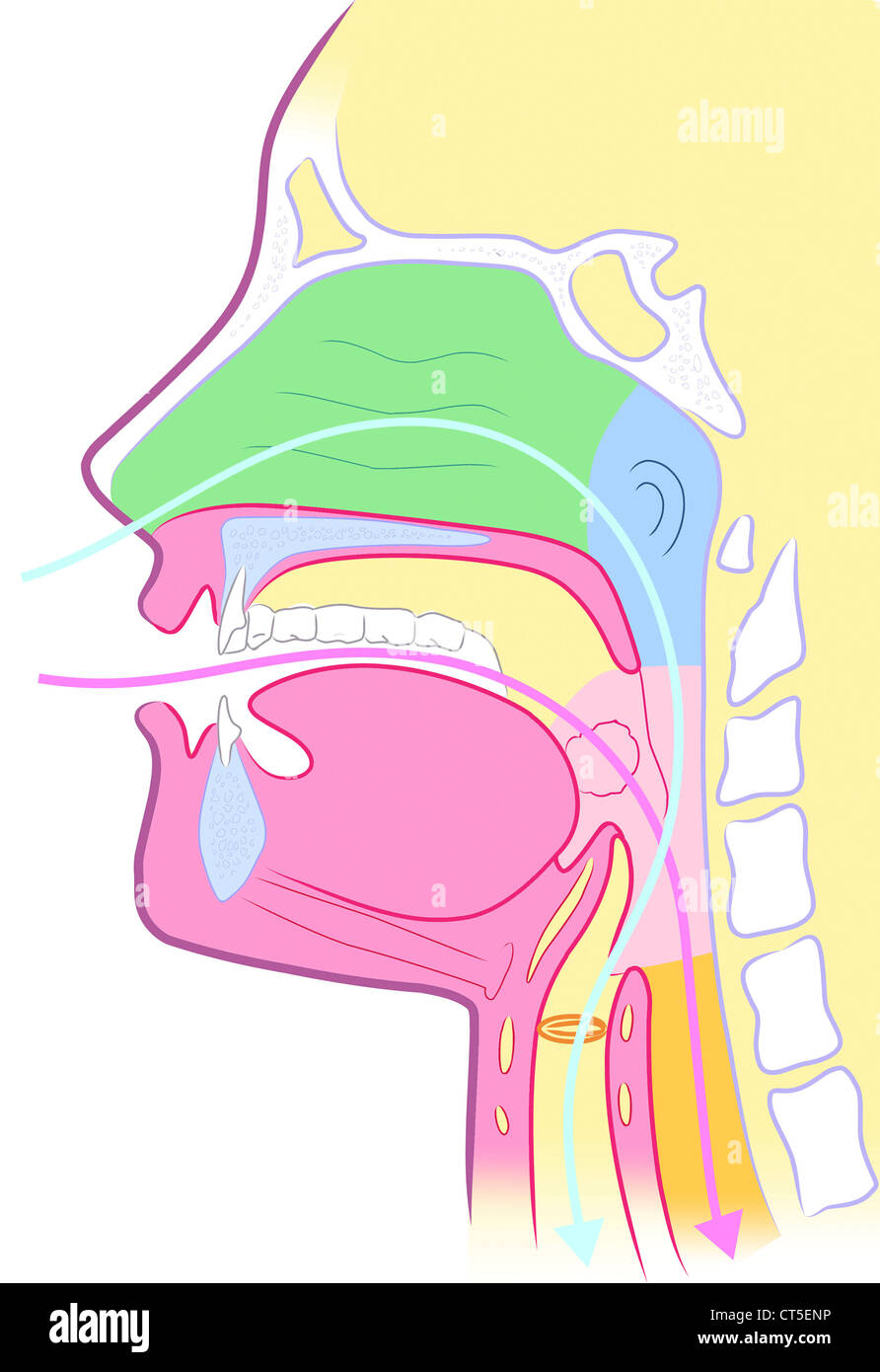 PHARYNX, dessin Banque D'Images