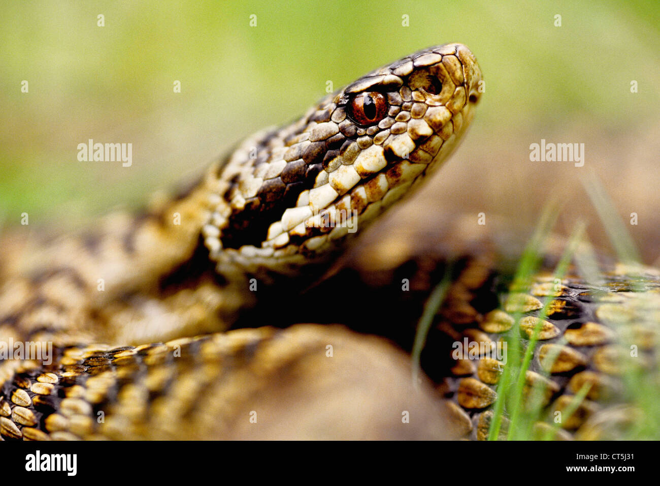 VIPER ASP. Banque D'Images