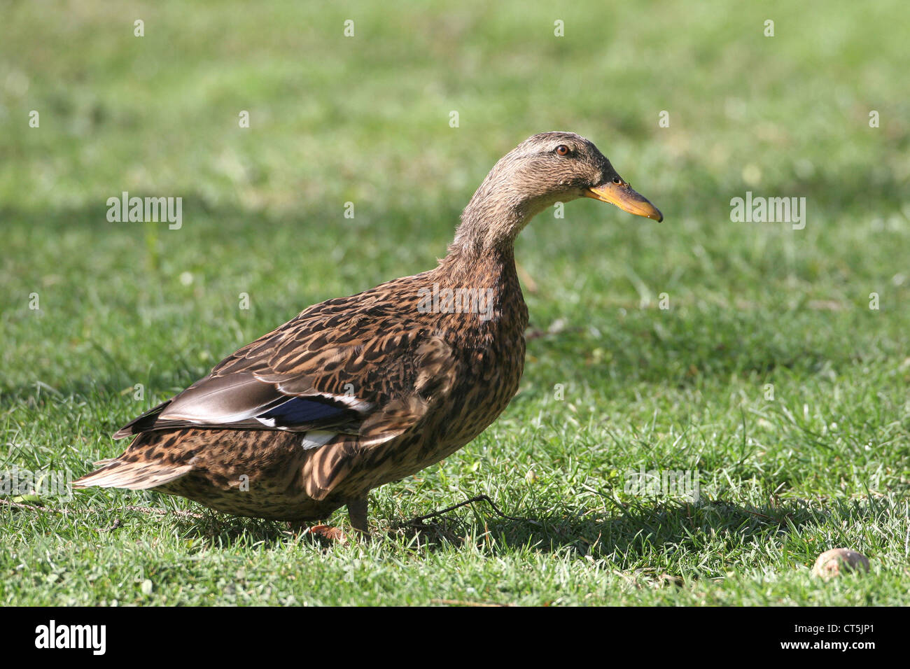 Hybride canard colvert Banque de photographies et d’images à haute