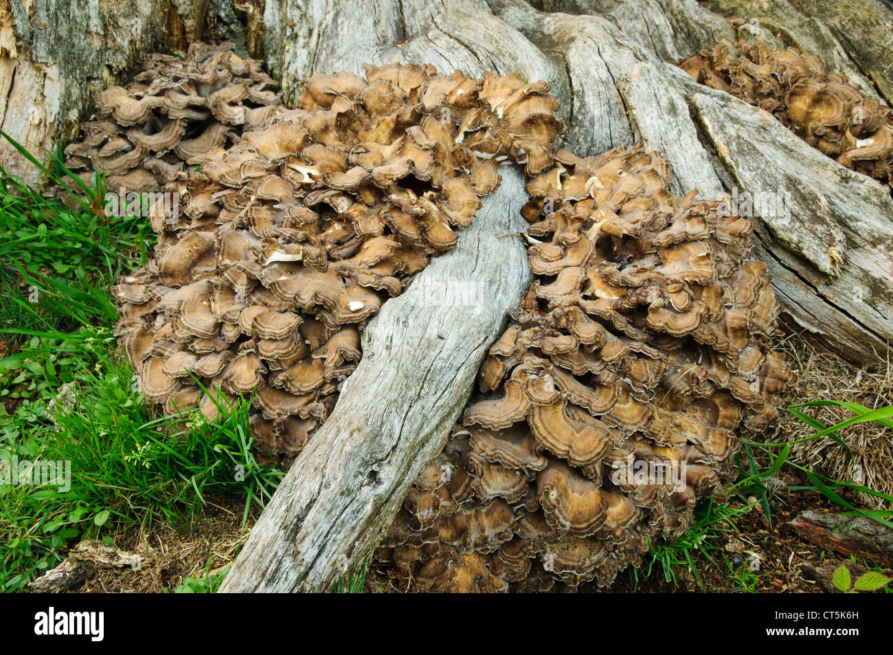 Un grand garçon des bois champignon (Grifola frondosa) de plus en plus les racines d'un arbre mort à Clumber Park, Nottinghamshire. Banque D'Images