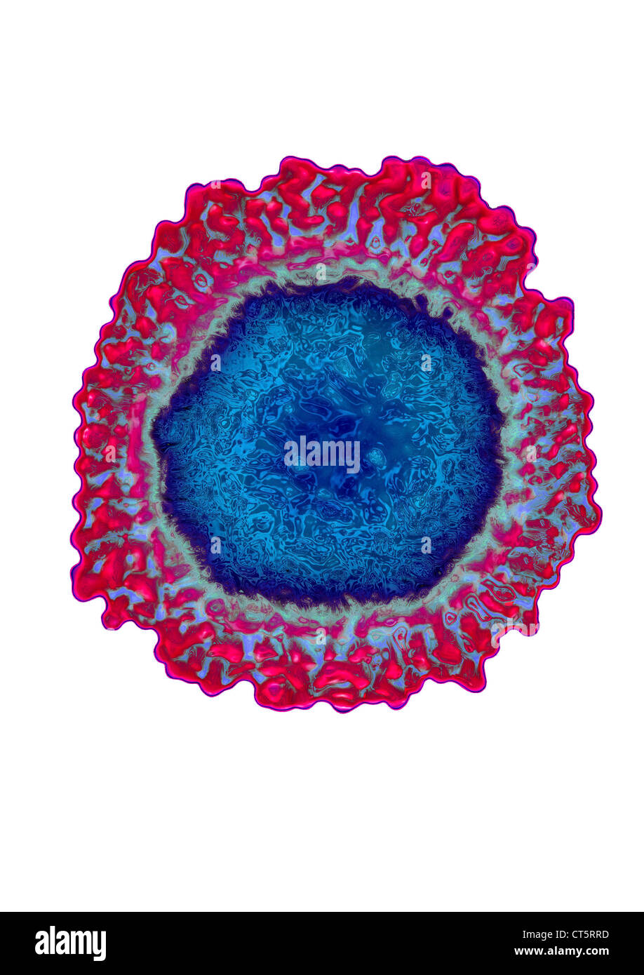 Le virus de l'influenza, le TEM Banque D'Images