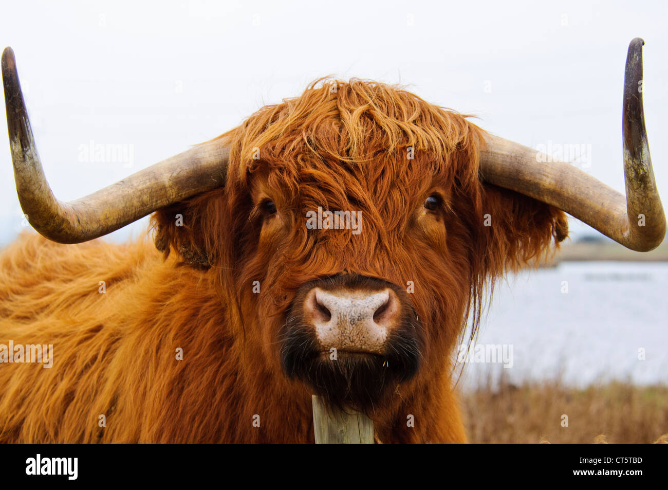 A highland vache (Bos primigenius f. taurus) utilisés pour l'entretien de l'habitat par le pâturage de Réserve Naturelle des Marais d'OARE Banque D'Images
