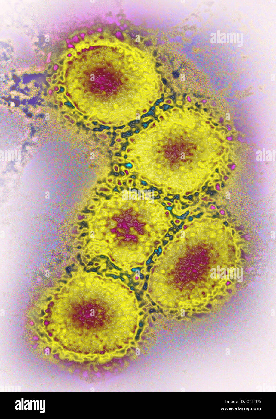 CORONAVIRUS, le TEM Banque D'Images