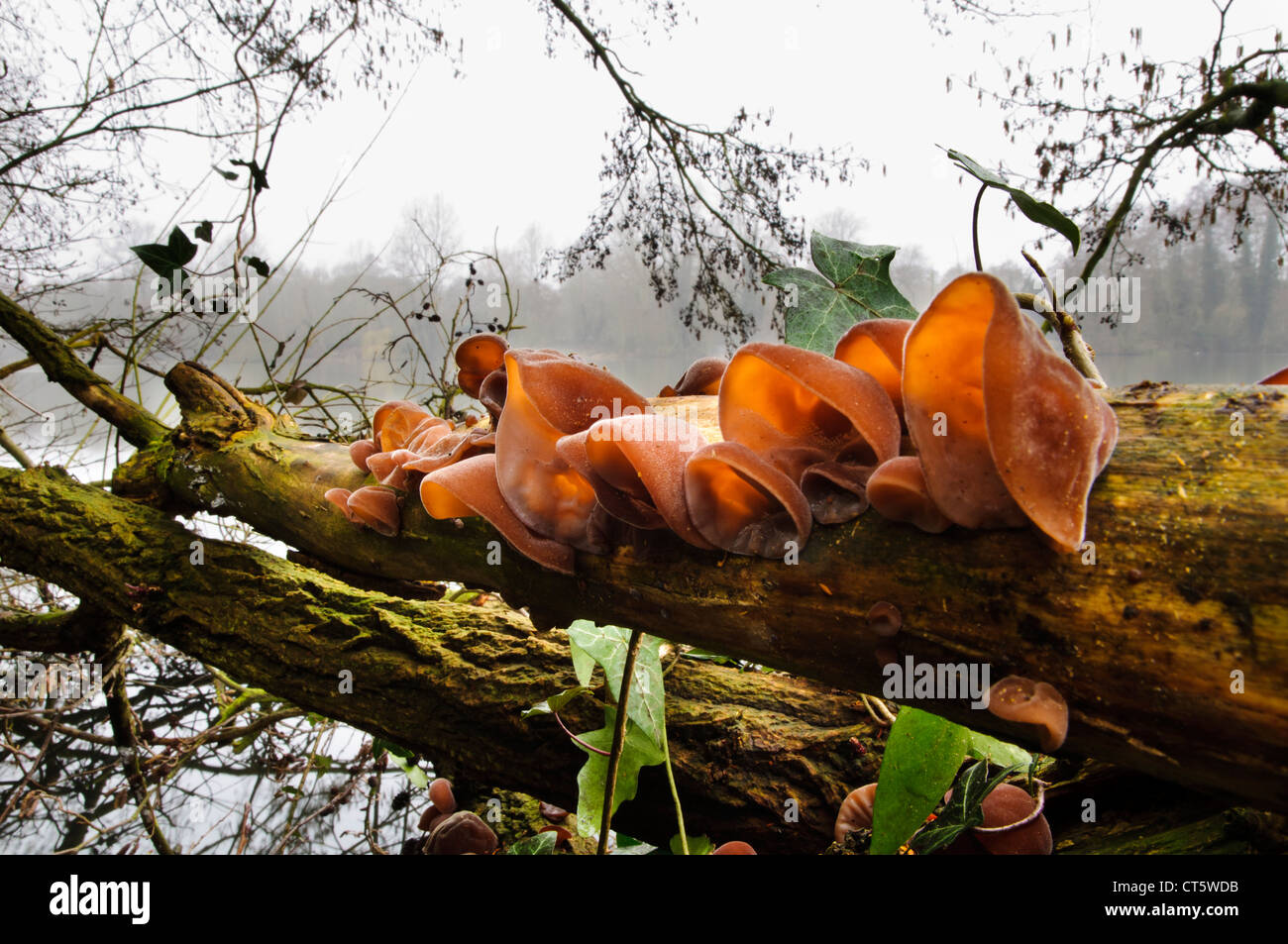 L'oreille de juif, alias jelly oreille, champignon (Auricularia auricula-judae) poussant sur un arbre tombé dans la réserve sauvage de Sevenoaks, dans le Kent. Banque D'Images