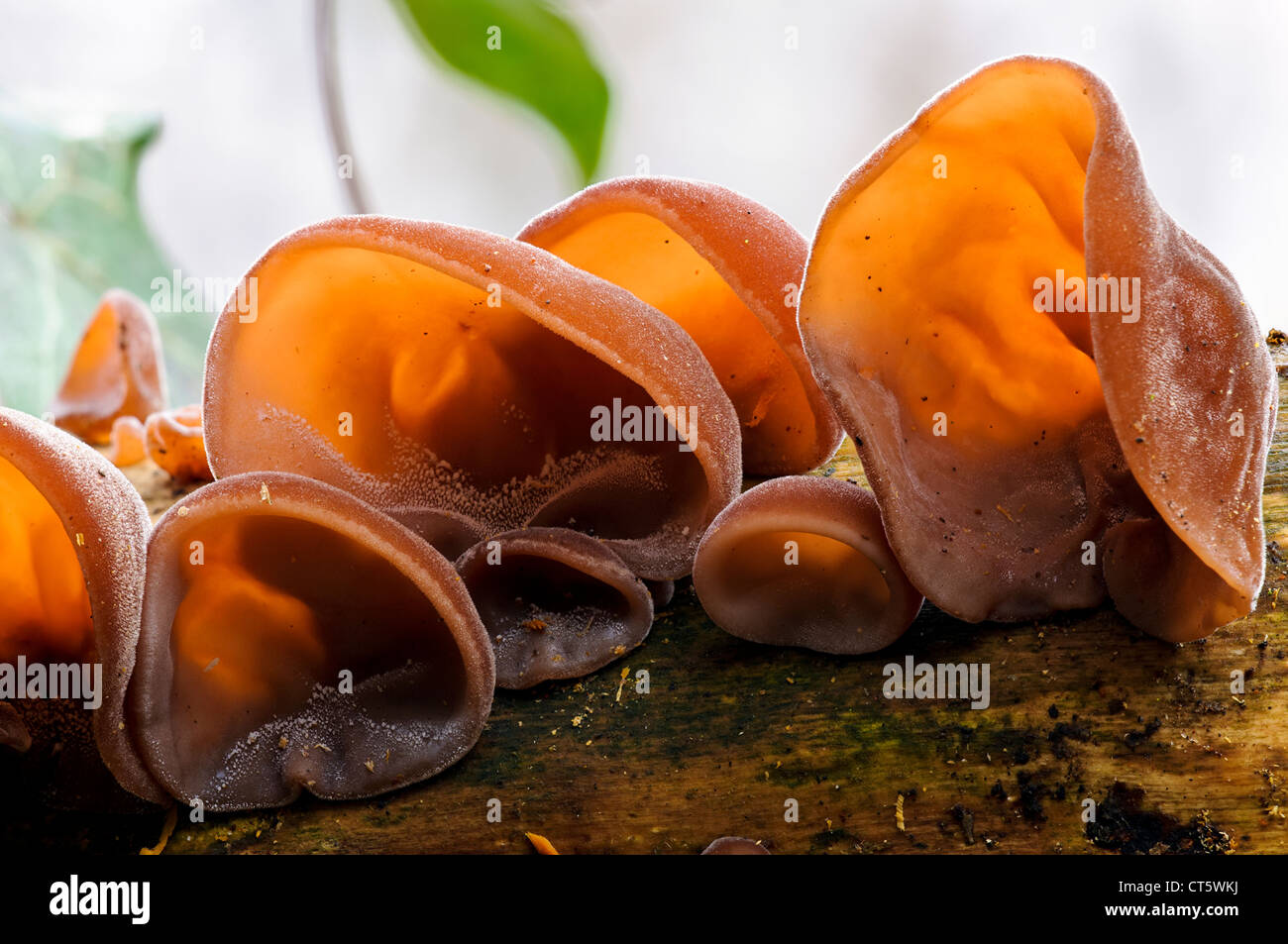 L'oreille de juif, alias jelly oreille, champignon (Auricularia auricula-judae) poussant sur un arbre tombé dans la réserve sauvage de Sevenoaks, dans le Kent. Banque D'Images