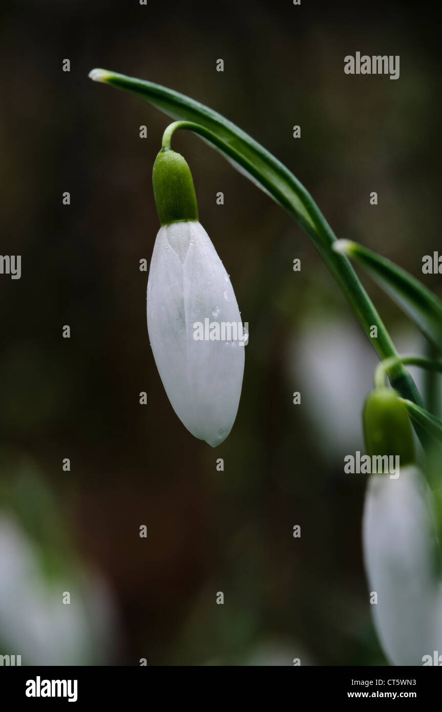 Un perce-neige (Galanthus nivalis) encore en bouton à Sevenoaks réserve faunique, Kent. Février. Banque D'Images