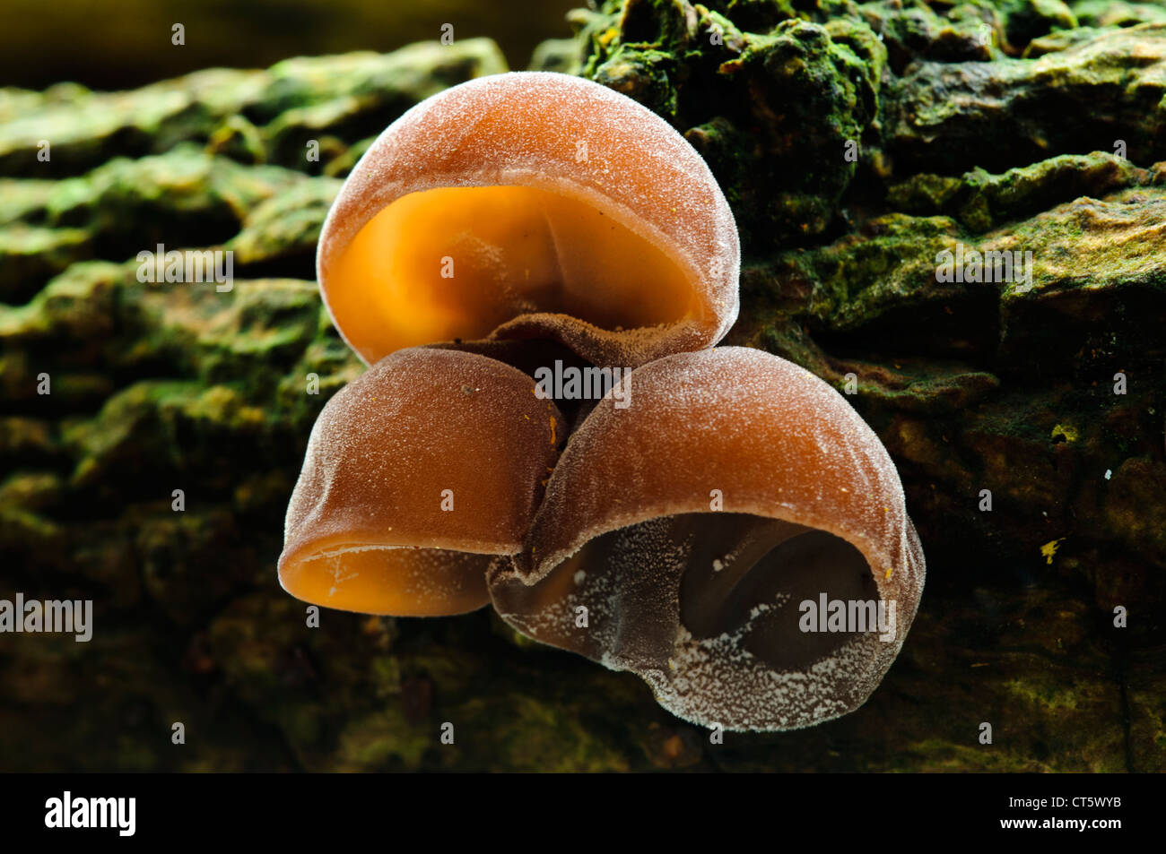 L'oreille de juif, alias jelly oreille, champignon (Auricularia auricula-judae) poussant sur un arbre tombé dans la réserve sauvage de Sevenoaks, dans le Kent. Banque D'Images