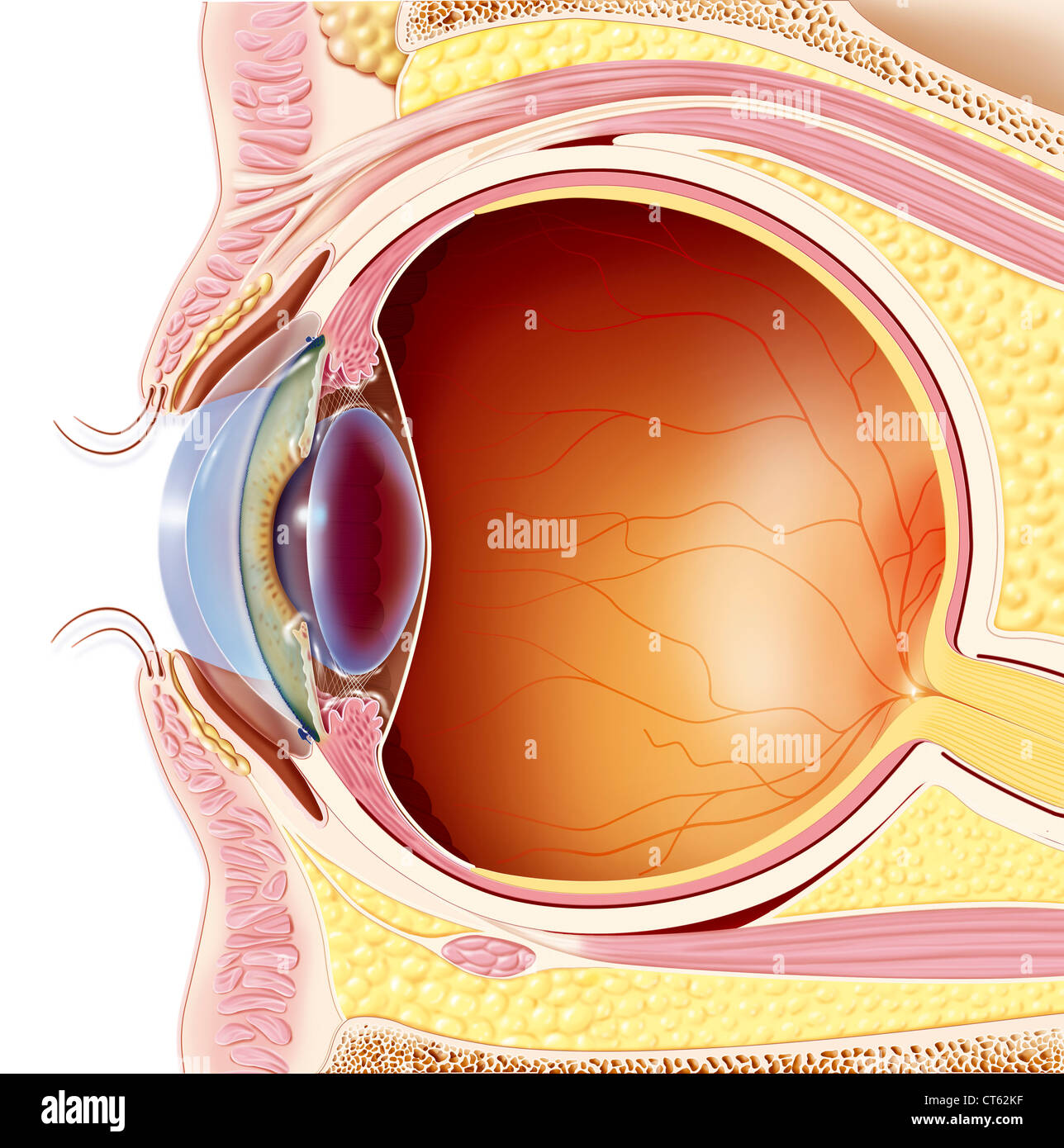 OEIL, DESSIN Banque D'Images