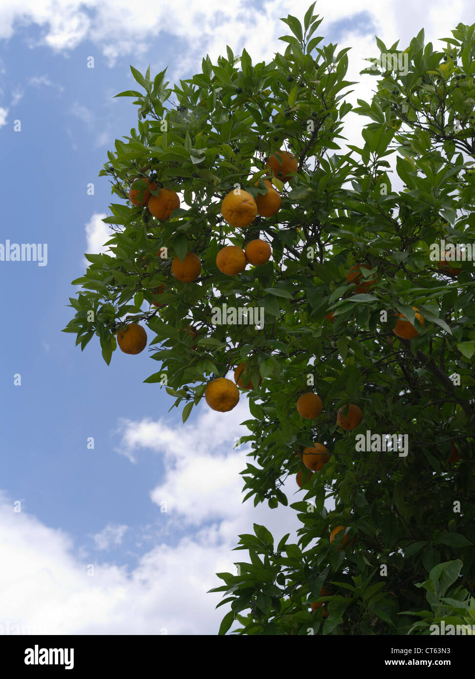 dh ORANGES CHYPRE Orange arbre arbres fruit Banque D'Images
