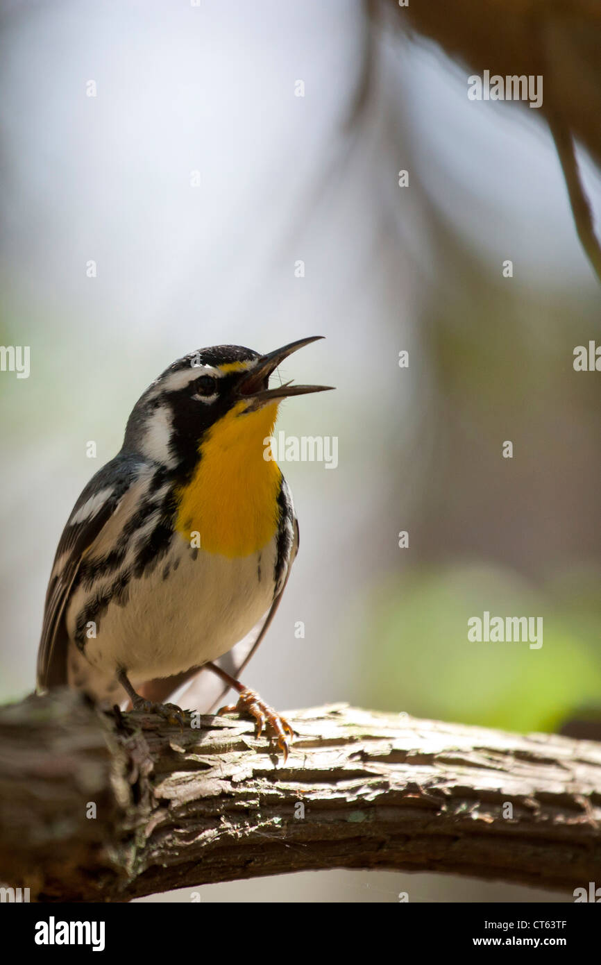 Mâle chanteur Paruline à gorge jaune - Dendroica dominica Banque D'Images