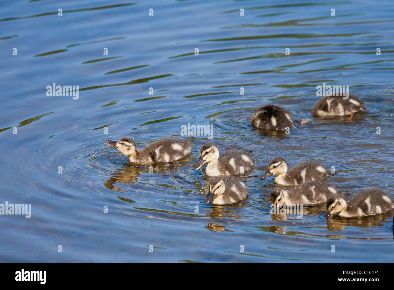 Bébé canard colvert Banque D'Images