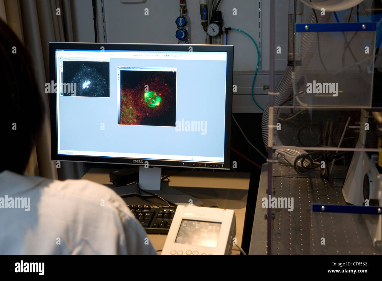 La mitose DE CELLULES ANIMALES Banque D'Images