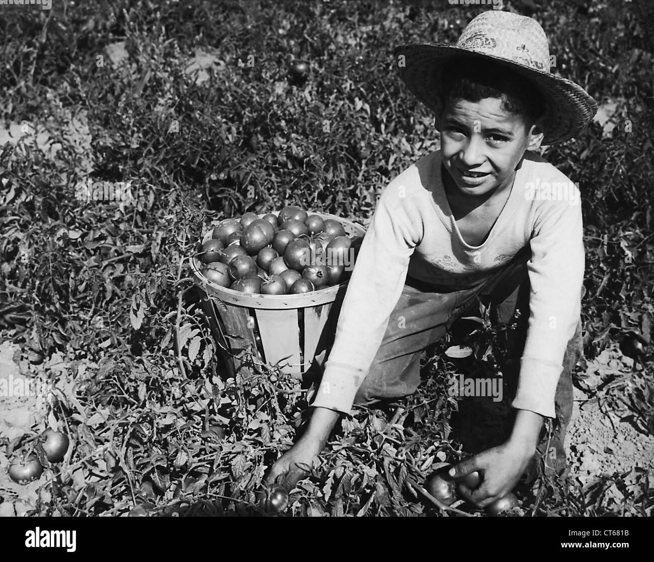 Boy picking tomatoes, Ohio Banque D'Images