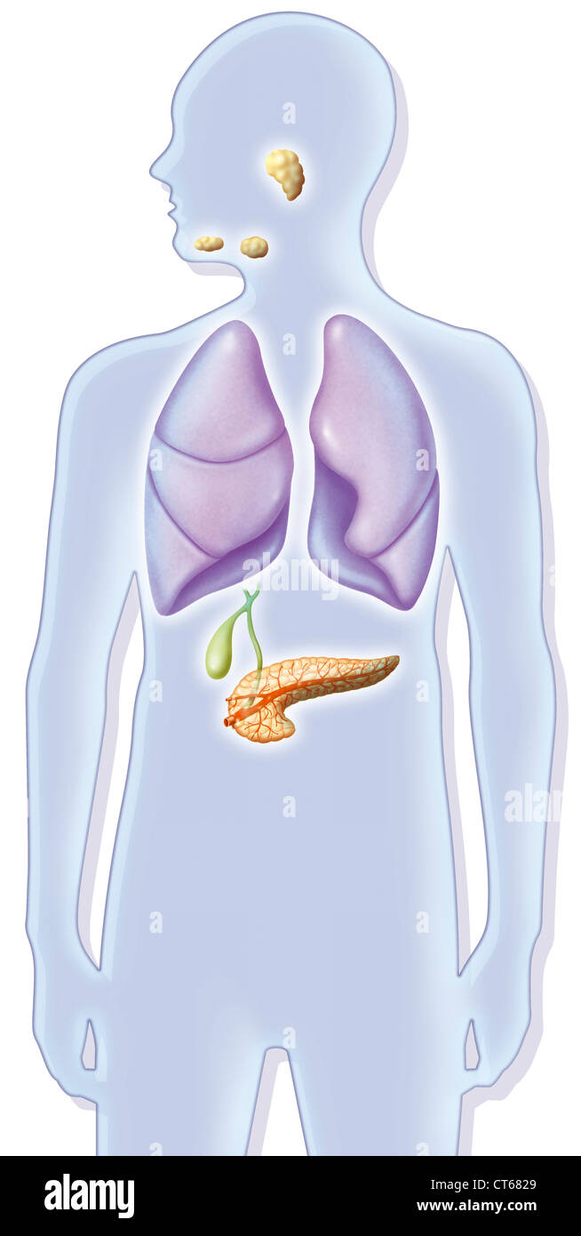 Glande digestive, ILLUSTRATION Banque D'Images