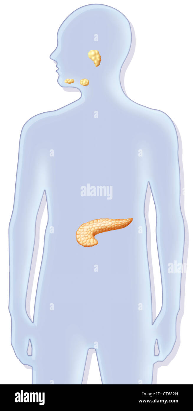 Glande digestive, ILLUSTRATION Banque D'Images