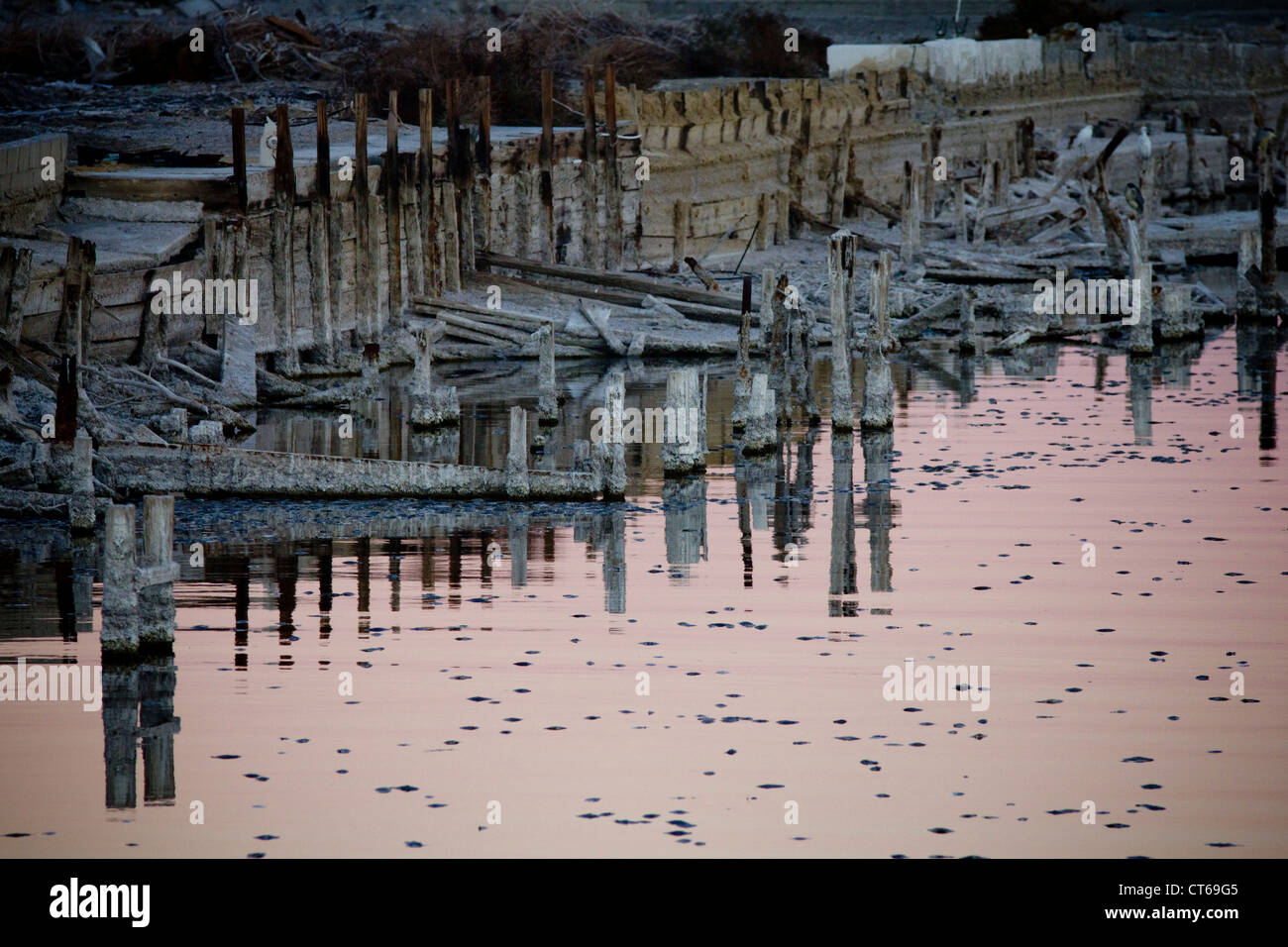 Poissons meurent à Salton Sea en Californie Banque D'Images