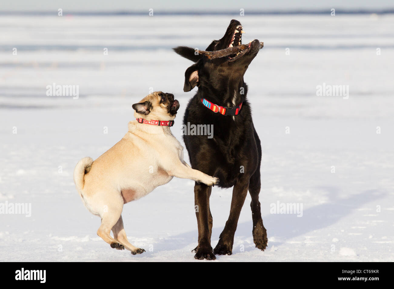 Chien Pug essayant d'obtenir un bâton loin de sa sœur camarade de jeu sur un lac gelé. Banque D'Images